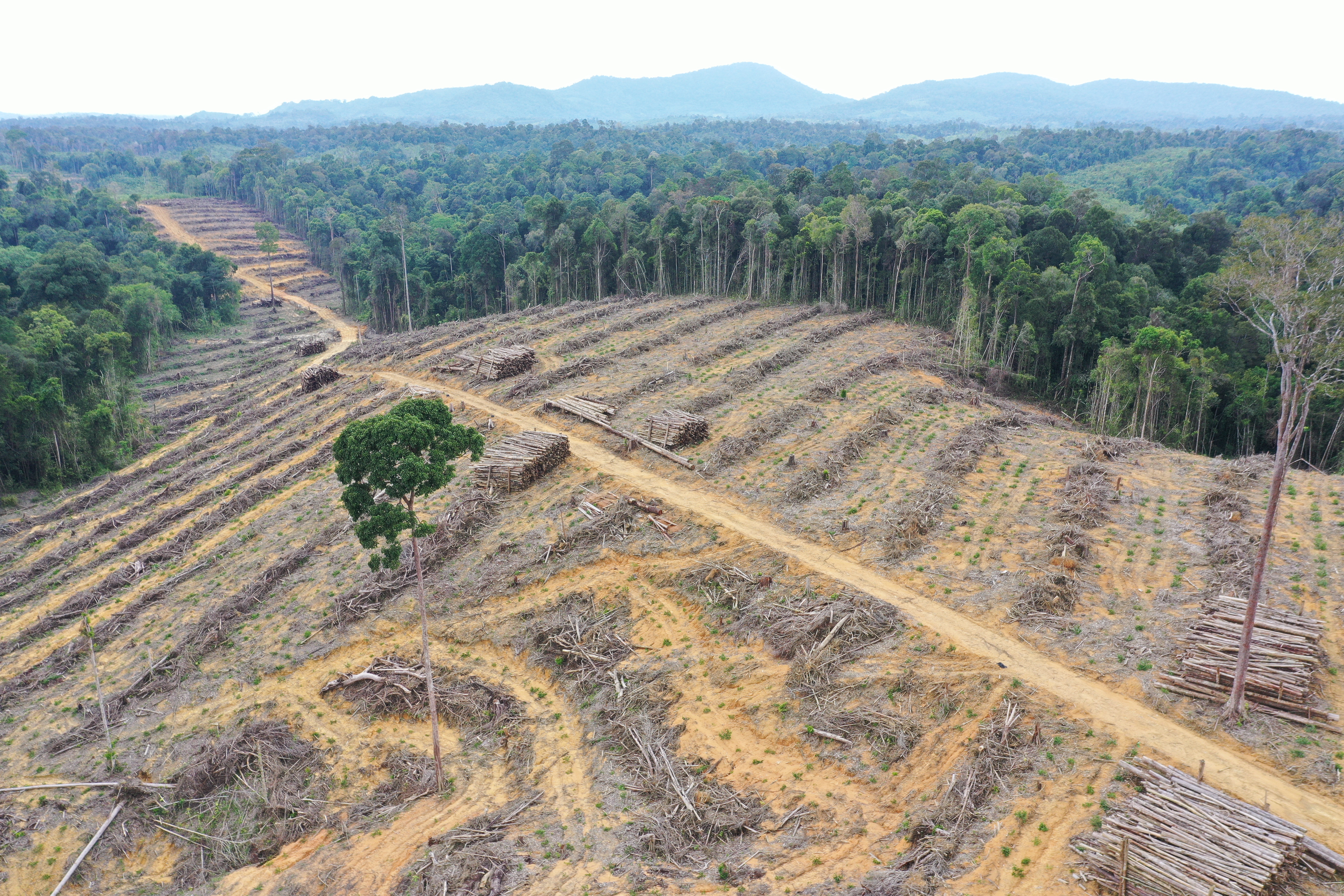 Deforested land in Mayawana Persada’s concession. By Aidenvironment.